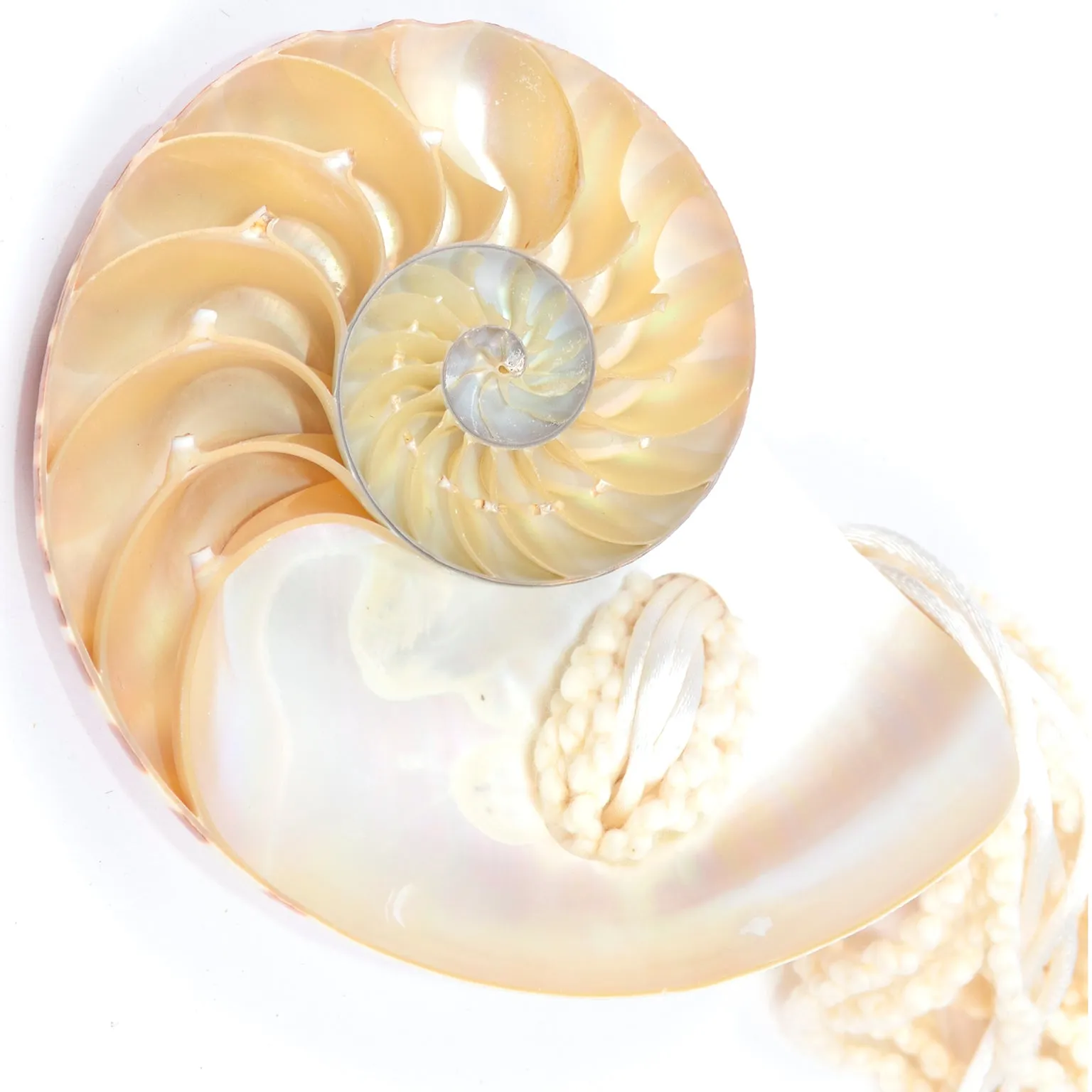 Vintage Chambered Nautilus Tiger Shell Belt